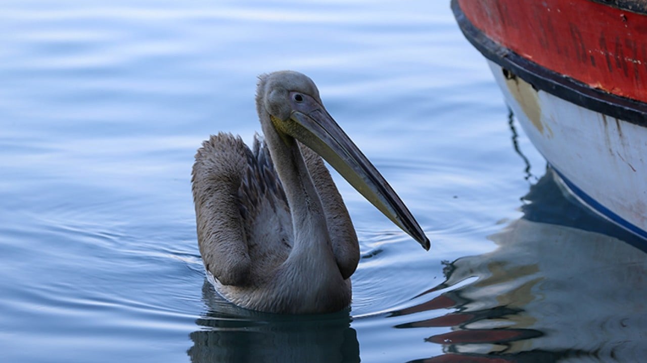 Foto - Pelikan ‘Suzi’ balıkçı barınağının maskotu oldu