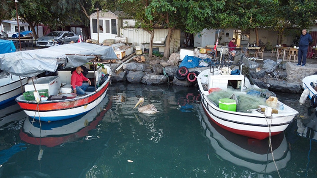 Foto - Pelikan ‘Suzi’ balıkçı barınağının maskotu oldu