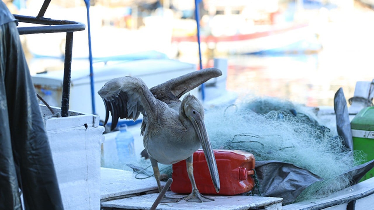 Foto - Pelikan ‘Suzi’ balıkçı barınağının maskotu oldu