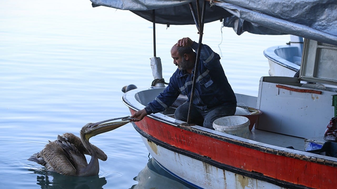 Foto - Pelikan ‘Suzi’ balıkçı barınağının maskotu oldu