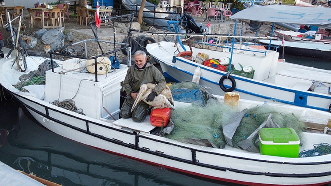 Foto - Pelikan ‘Suzi’ balıkçı barınağının maskotu oldu