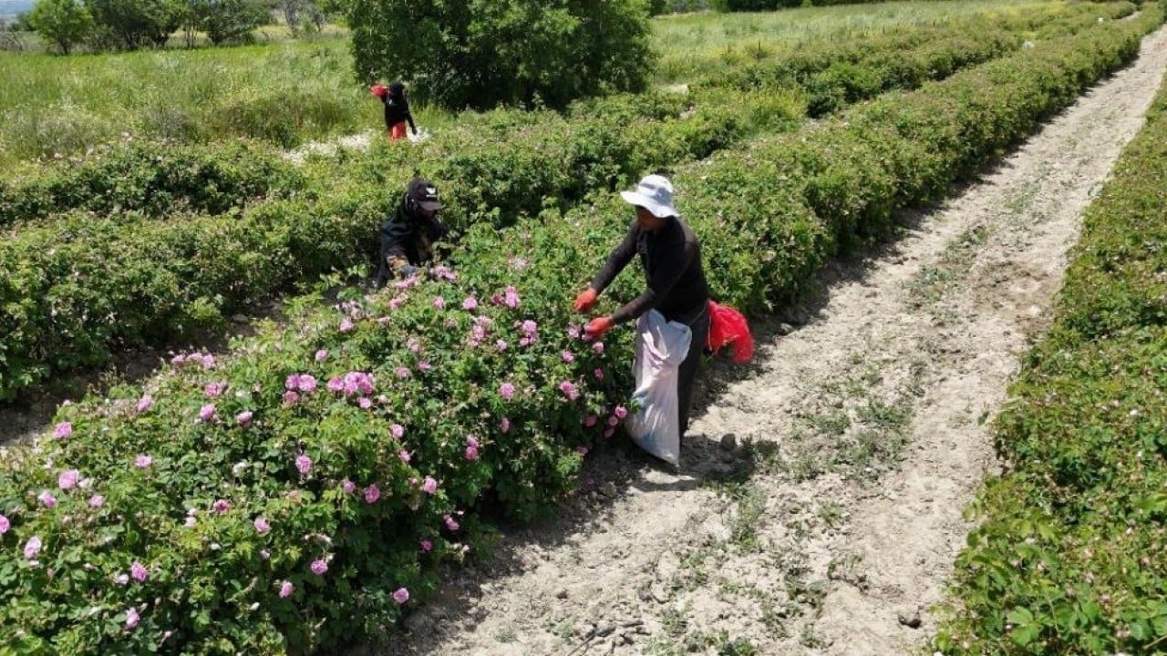 Foto - Pembe hazine! Kilosu 12 bin Euro’ya alıcı buluyor