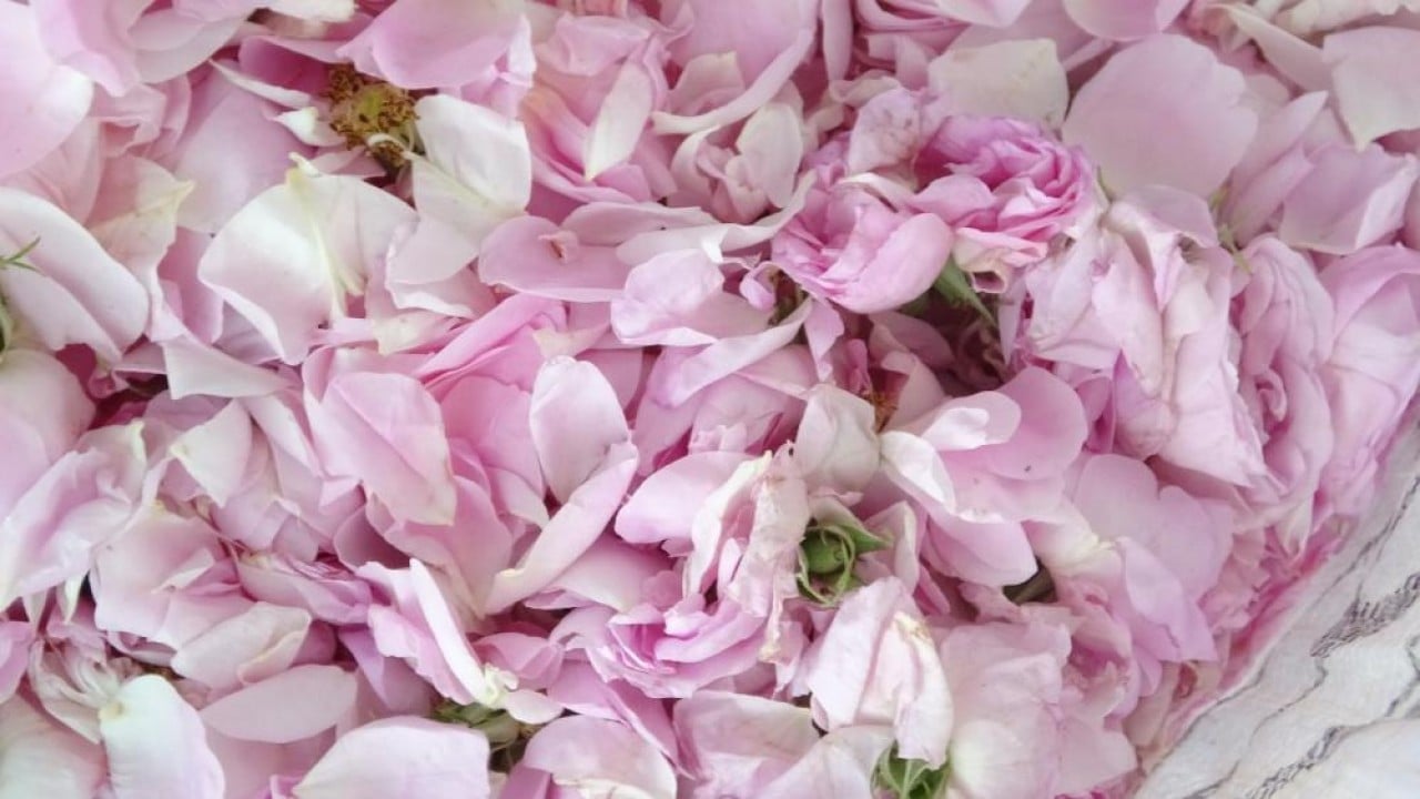 Foto - Pembe hazine! Kilosu 12 bin Euro’ya alıcı buluyor