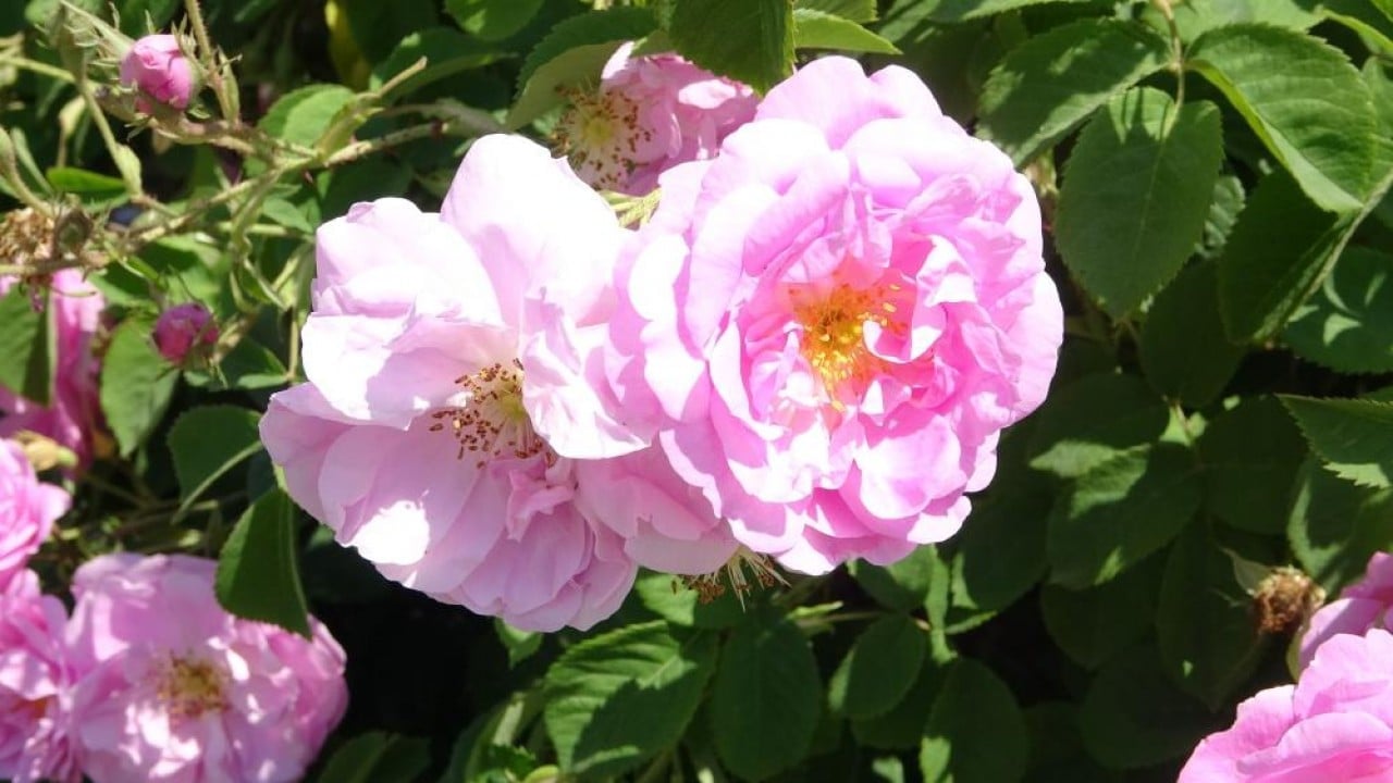 Foto - Pembe hazine! Kilosu 12 bin Euro’ya alıcı buluyor