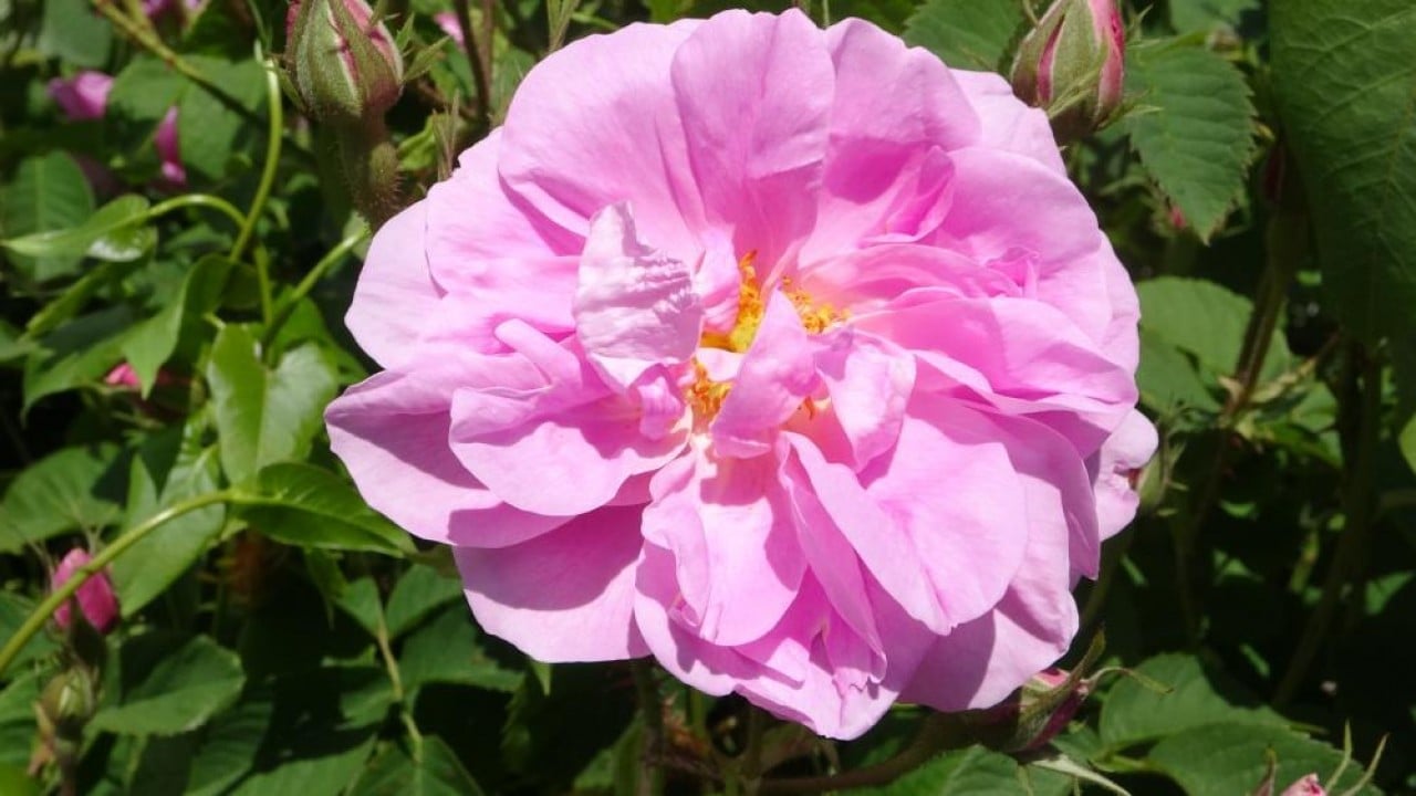 Foto - Pembe hazine! Kilosu 12 bin Euro’ya alıcı buluyor