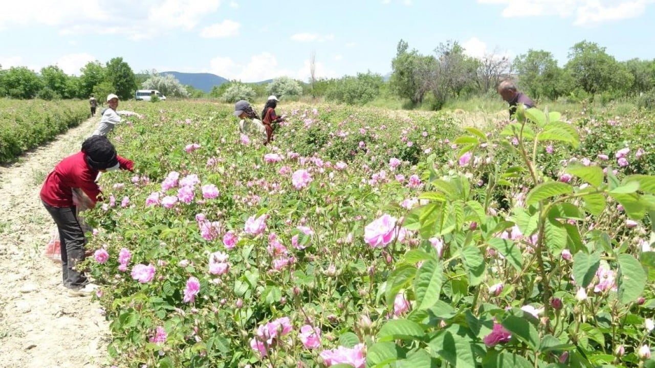 Foto - Pembe hazine! Kilosu 12 bin Euro’ya alıcı buluyor