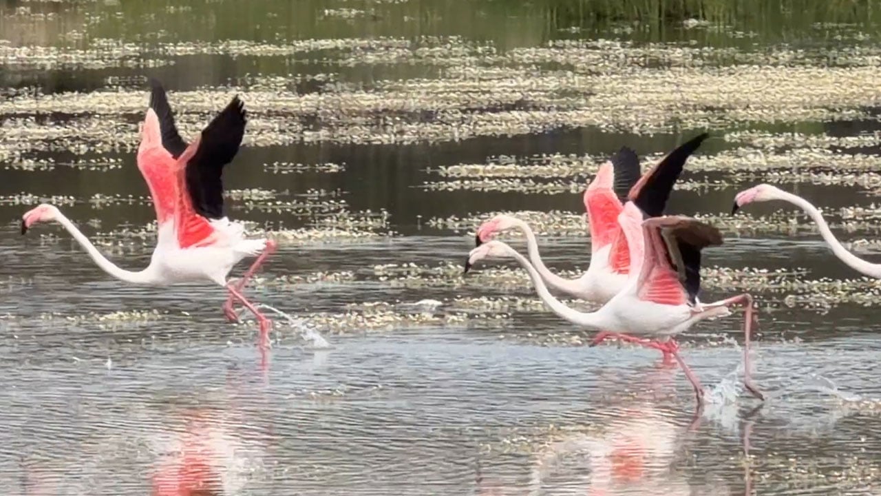 Foto - Pembe kanatlı şölen! Flamingolar lagünleri açık hava müzesine çevirdi