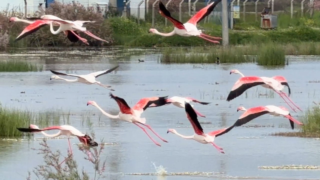 Pembe kanatlı şölen! Flamingolar lagünleri açık hava müzesine çevirdi