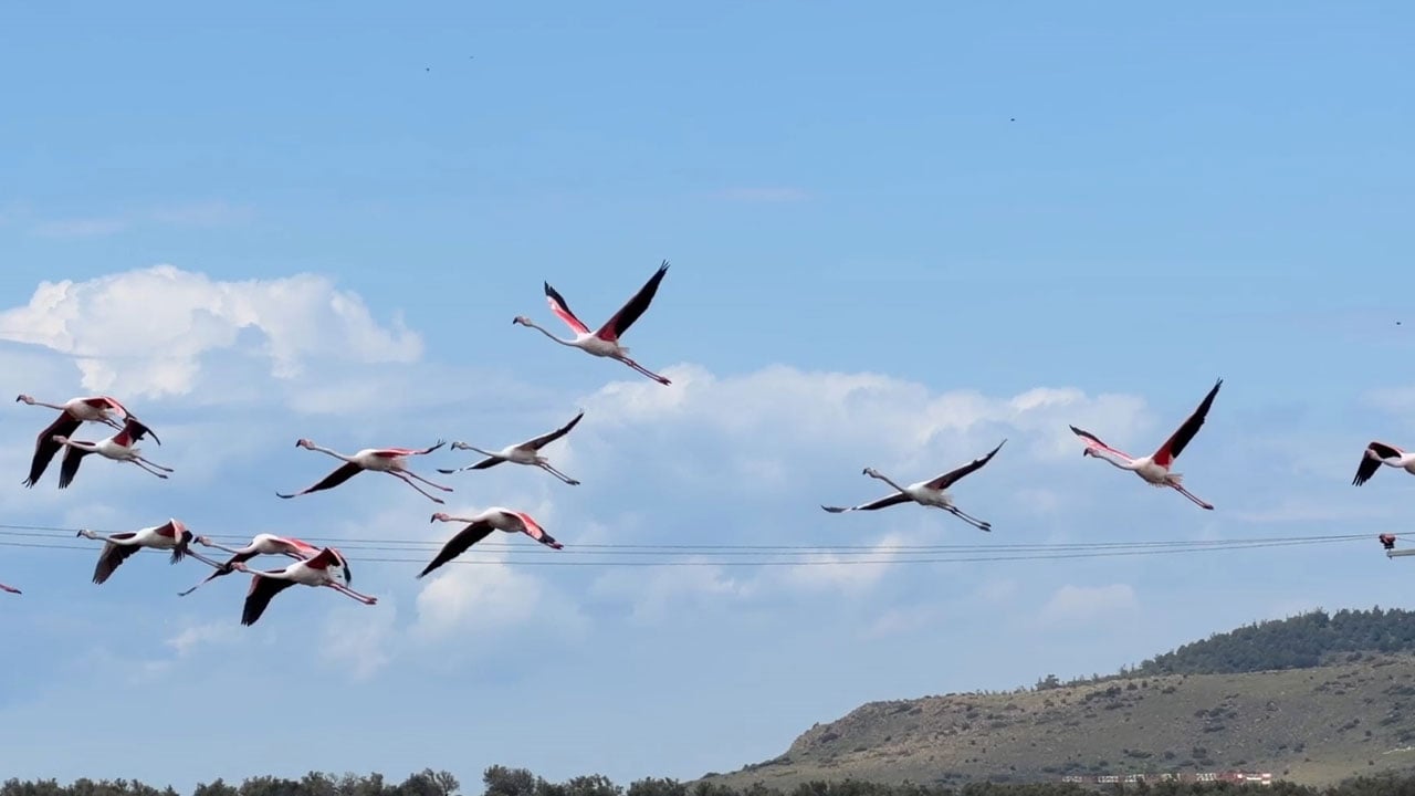 Foto - Pembe kanatlı şölen! Flamingolar lagünleri açık hava müzesine çevirdi