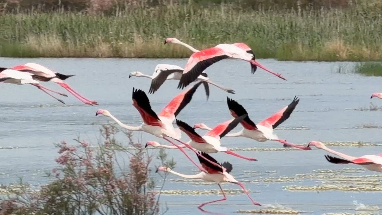 Foto - Pembe kanatlı şölen! Flamingolar lagünleri açık hava müzesine çevirdi