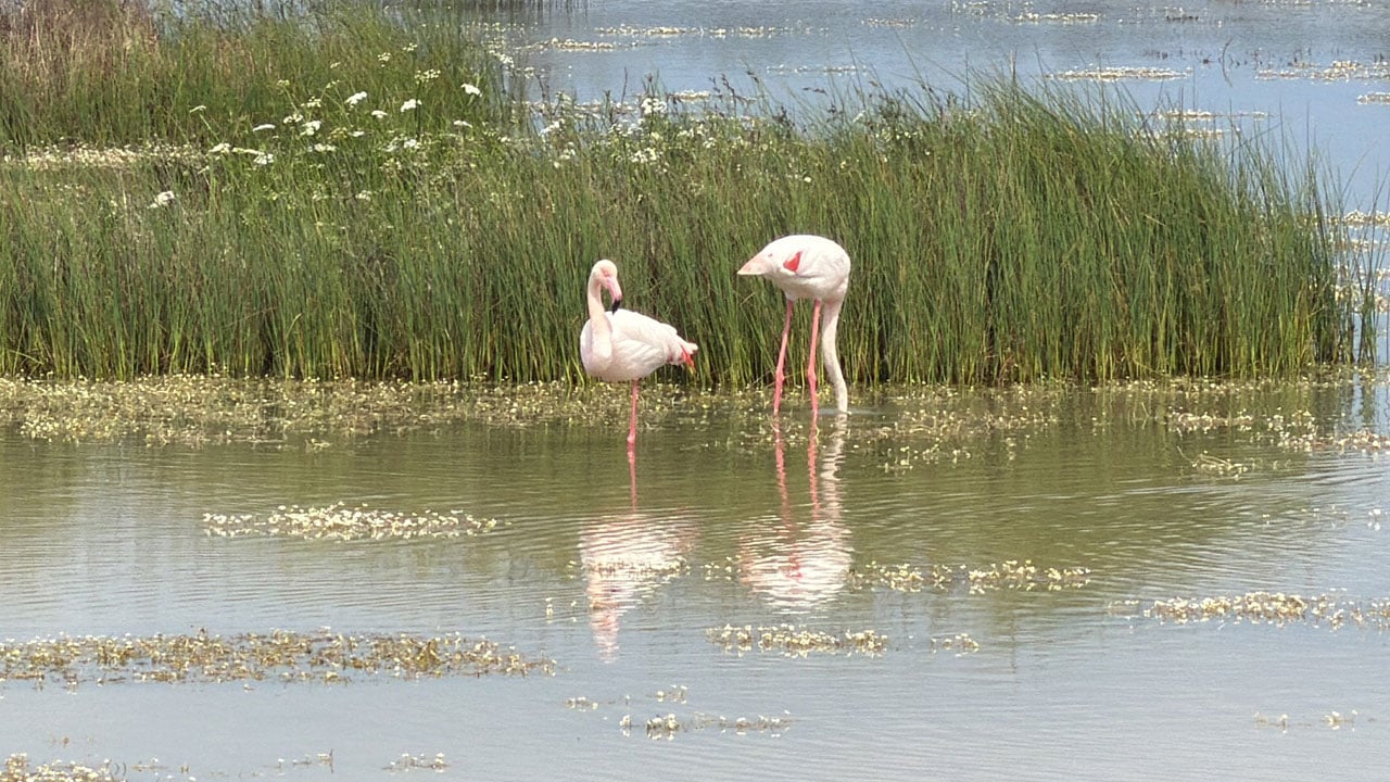 Foto - Pembe kanatlı şölen! Flamingolar lagünleri açık hava müzesine çevirdi