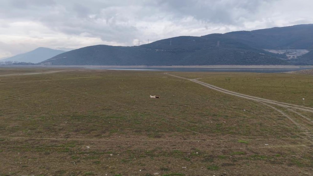 Foto - Peş peşe yok oluyorlar!