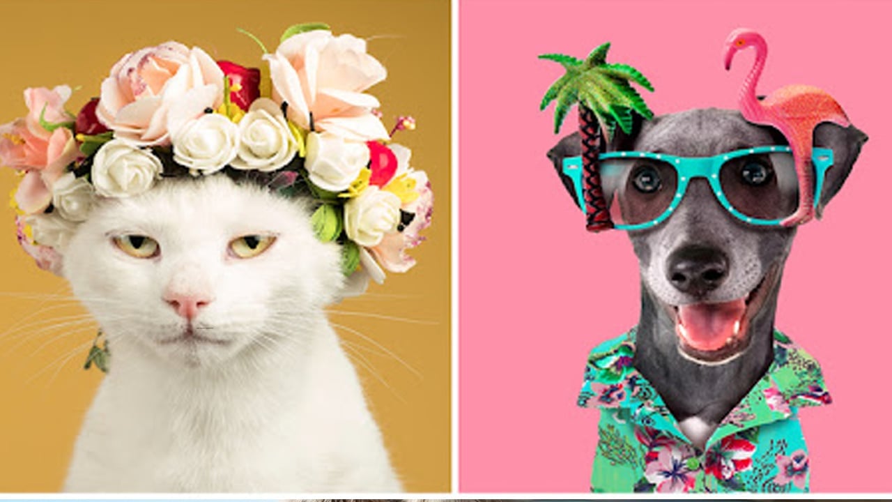 Foto - Petfluencer dünyası dev bir pazara dönüştü! Tuhaf tuhaf işler: Olasılığıyla ilgili çarpıcı açıklamalar