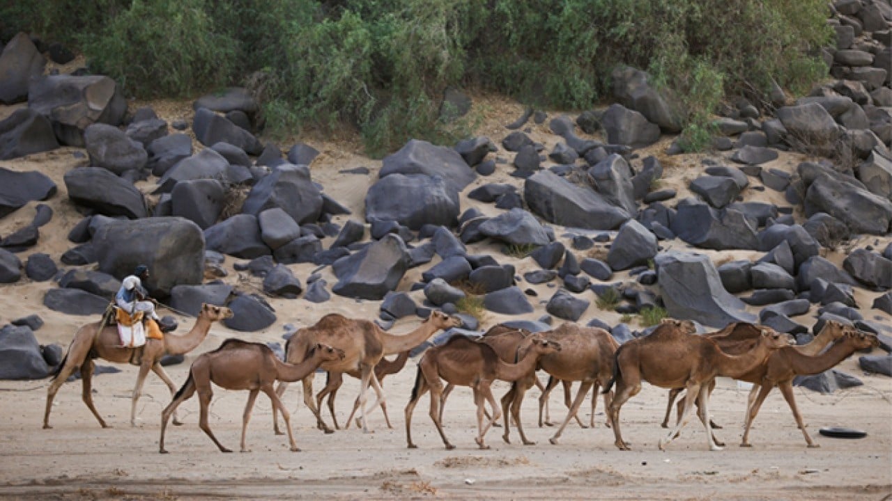 Foto - Peygamberimizin Mekke'den Medine'ye yaptığı hicretin izini sürüyorlar! Hicret rotasındaki yürüyüşte sona yaklaşılıyor