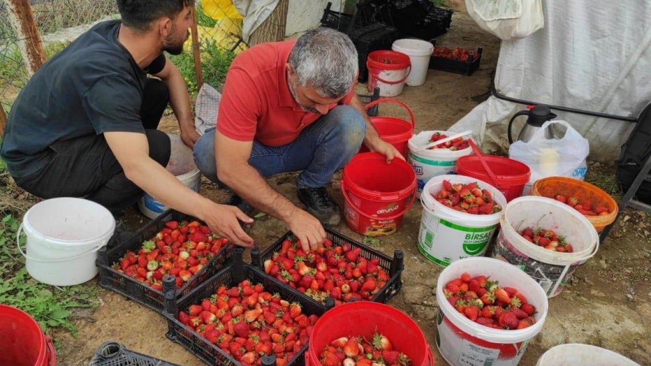 Foto - Piyasanın en değerlisi Türk çileği dünyanın zirvesinde