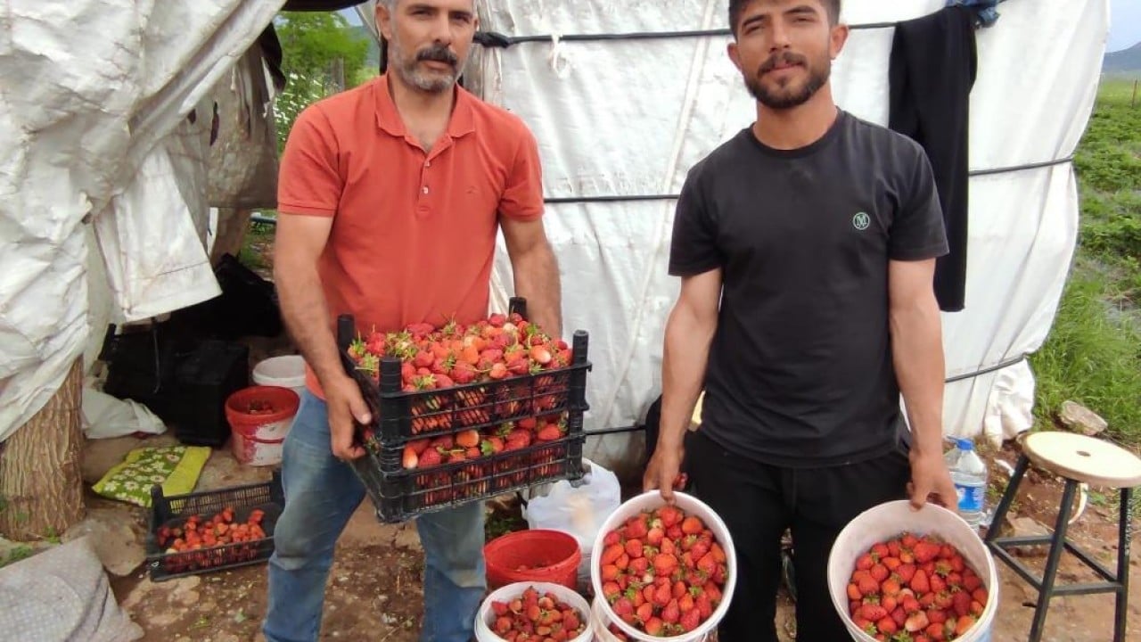 Foto - Piyasanın en değerlisi Türk çileği dünyanın zirvesinde