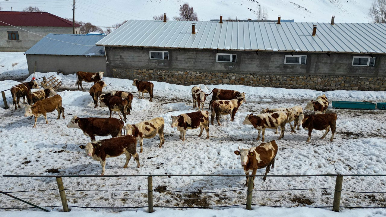 Foto - Plazayı bırakıp köye döndü! Makine mühendisi ata toprağında kazancını ikiye katladı
