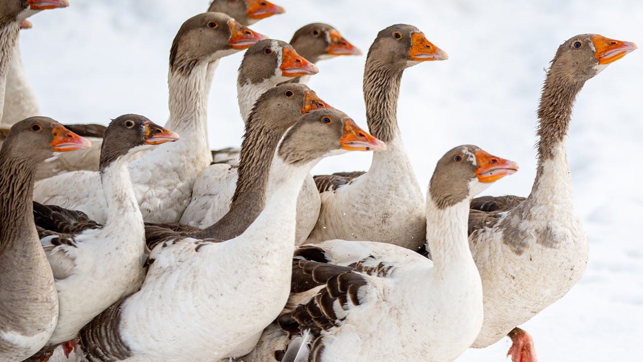 Foto - Plazayı bırakıp köye döndü! Makine mühendisi ata toprağında kazancını ikiye katladı