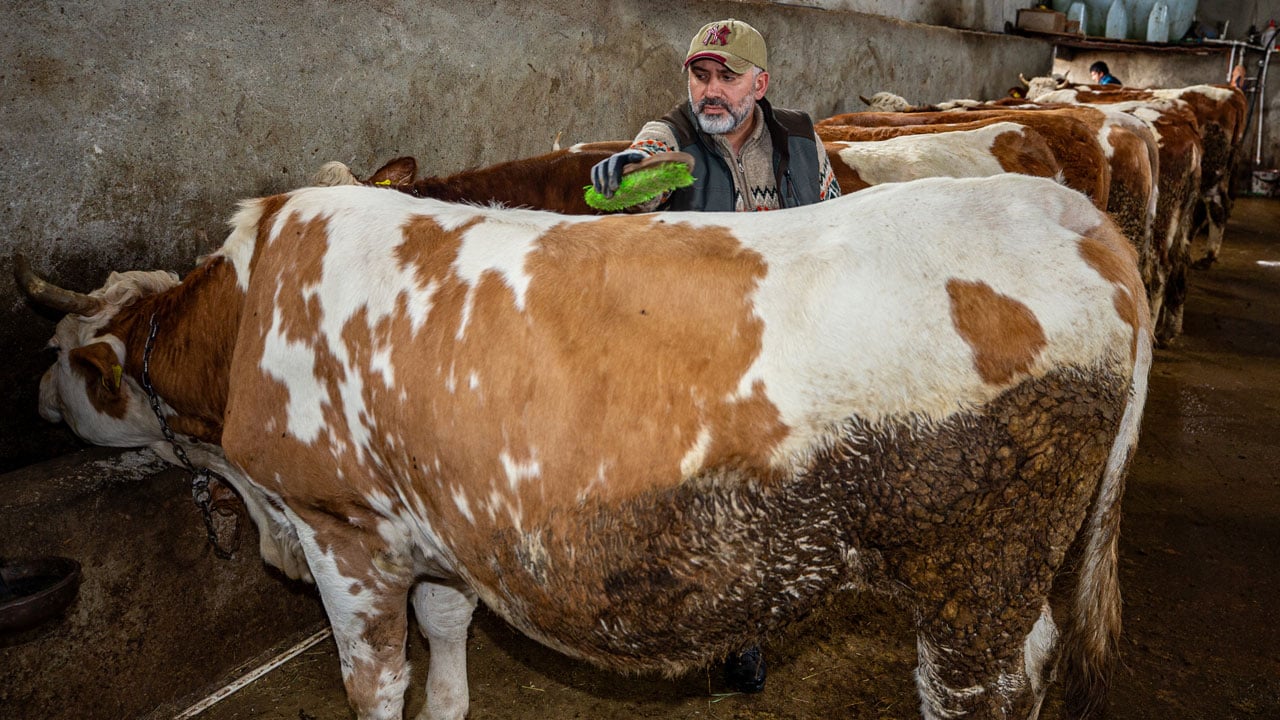 Foto - Plazayı bırakıp köye döndü! Makine mühendisi ata toprağında kazancını ikiye katladı