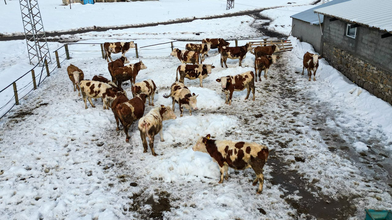 Foto - Plazayı bırakıp köye döndü! Makine mühendisi ata toprağında kazancını ikiye katladı