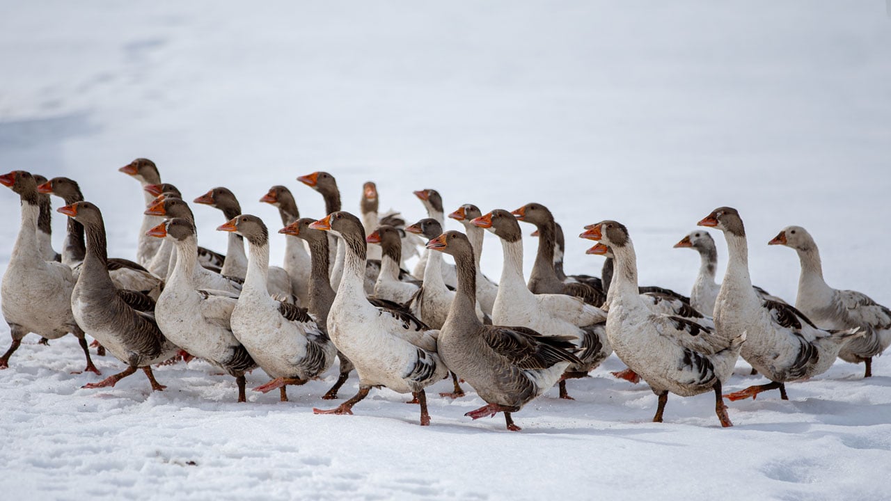Foto - Plazayı bırakıp köye döndü! Makine mühendisi ata toprağında kazancını ikiye katladı