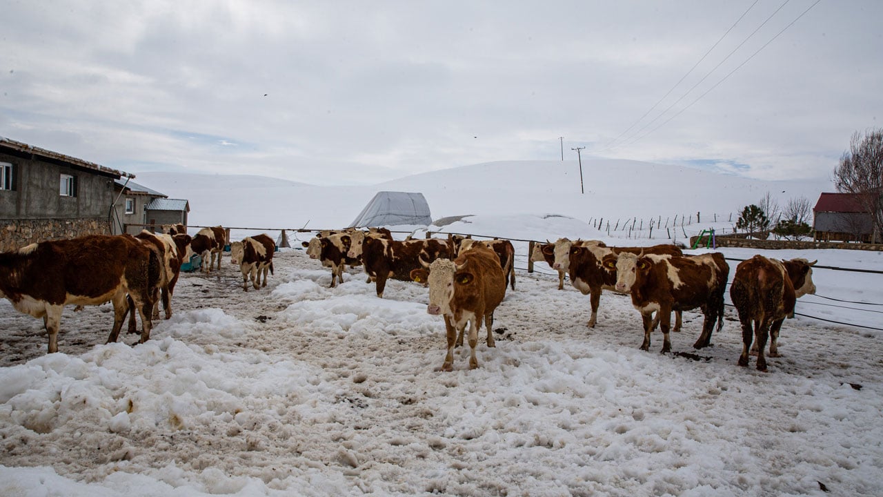 Foto - Plazayı bırakıp köye döndü! Makine mühendisi ata toprağında kazancını ikiye katladı