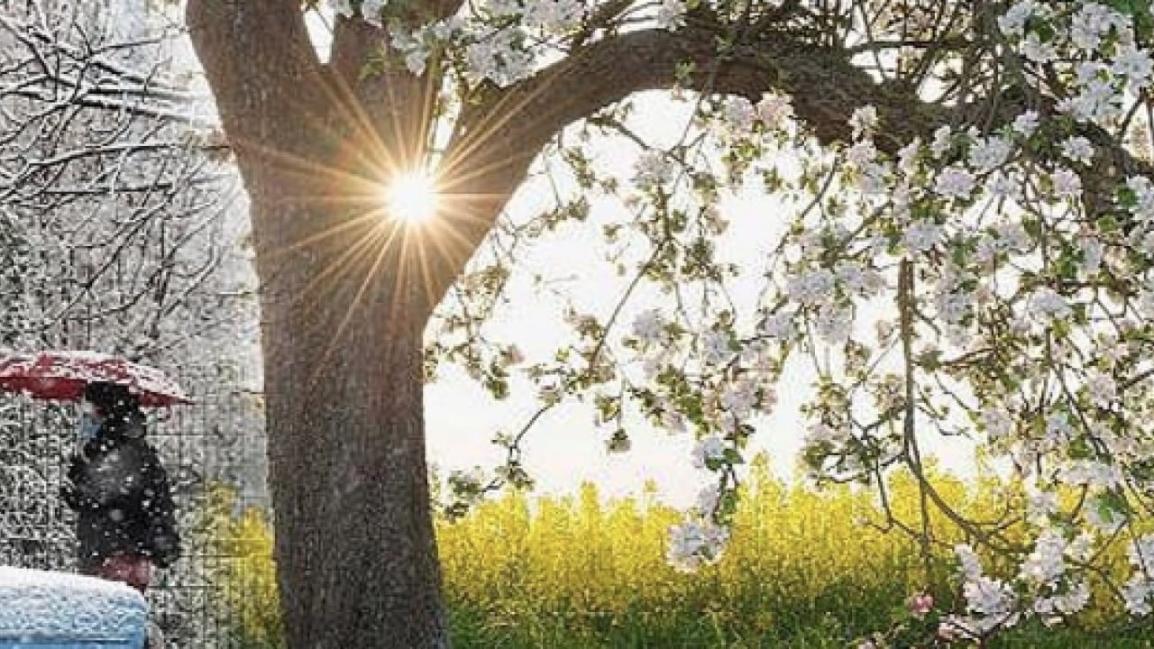 Foto - Polen filtreleri... Baharla birlikte gelen polen mevsimi kabusunuz olmasın