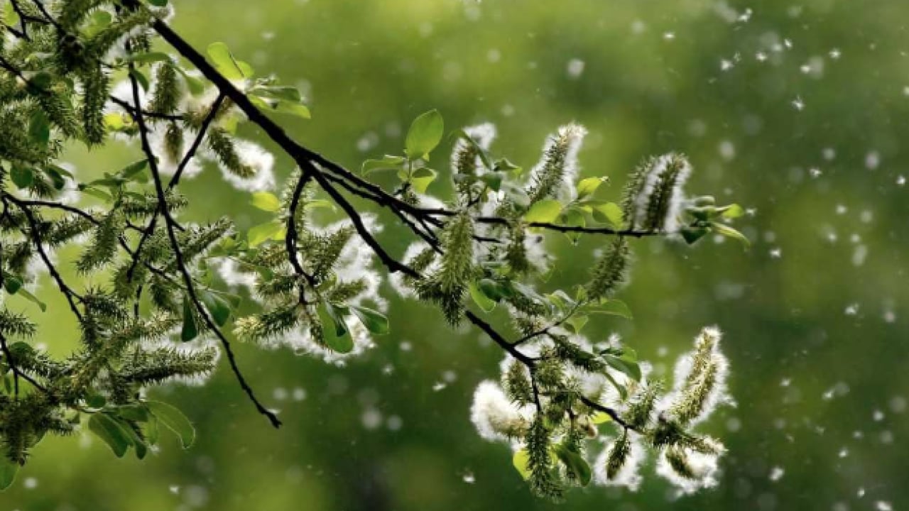Foto - Polen filtreleri... Baharla birlikte gelen polen mevsimi kabusunuz olmasın