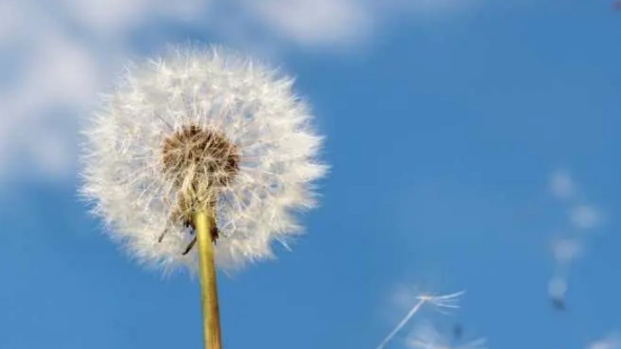 Foto - Polen filtreleri... Baharla birlikte gelen polen mevsimi kabusunuz olmasın