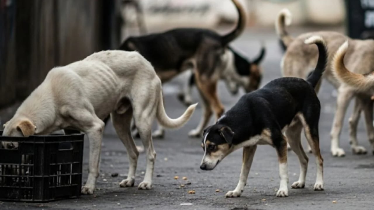 Foto - Polonya başıboş köpek sorununu YKS ile aştı: ‘Yakala-kısırlaştır-sahiplendir’ 