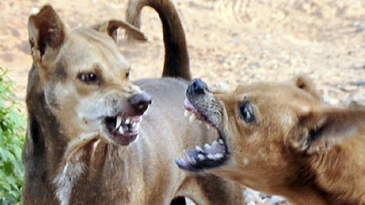 Foto - Polonya başıboş köpek sorununu YKS ile aştı: ‘Yakala-kısırlaştır-sahiplendir’ 