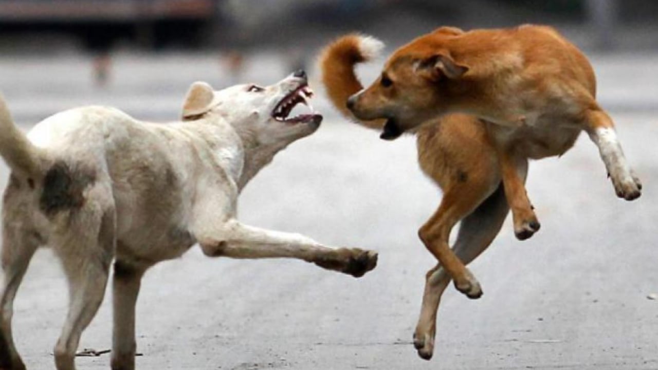 Foto - Polonya başıboş köpek sorununu YKS ile aştı: ‘Yakala-kısırlaştır-sahiplendir’ 