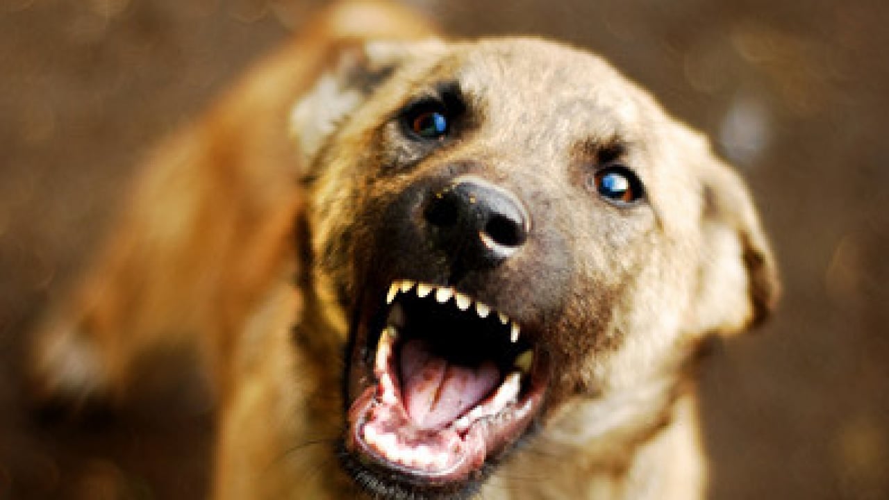 Foto - Polonya başıboş köpek sorununu YKS ile aştı: ‘Yakala-kısırlaştır-sahiplendir’ 