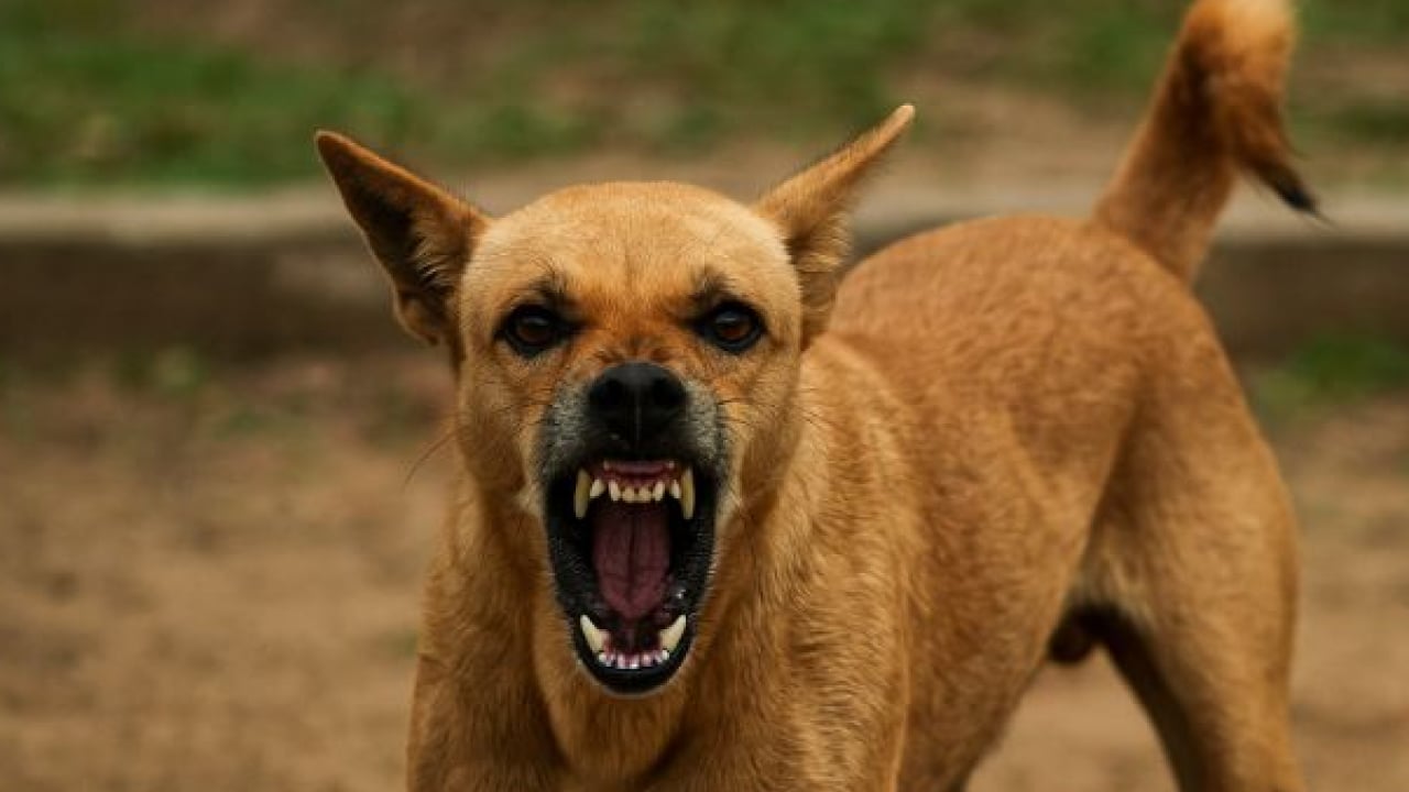 Foto - Polonya başıboş köpek sorununu YKS ile aştı: ‘Yakala-kısırlaştır-sahiplendir’ 