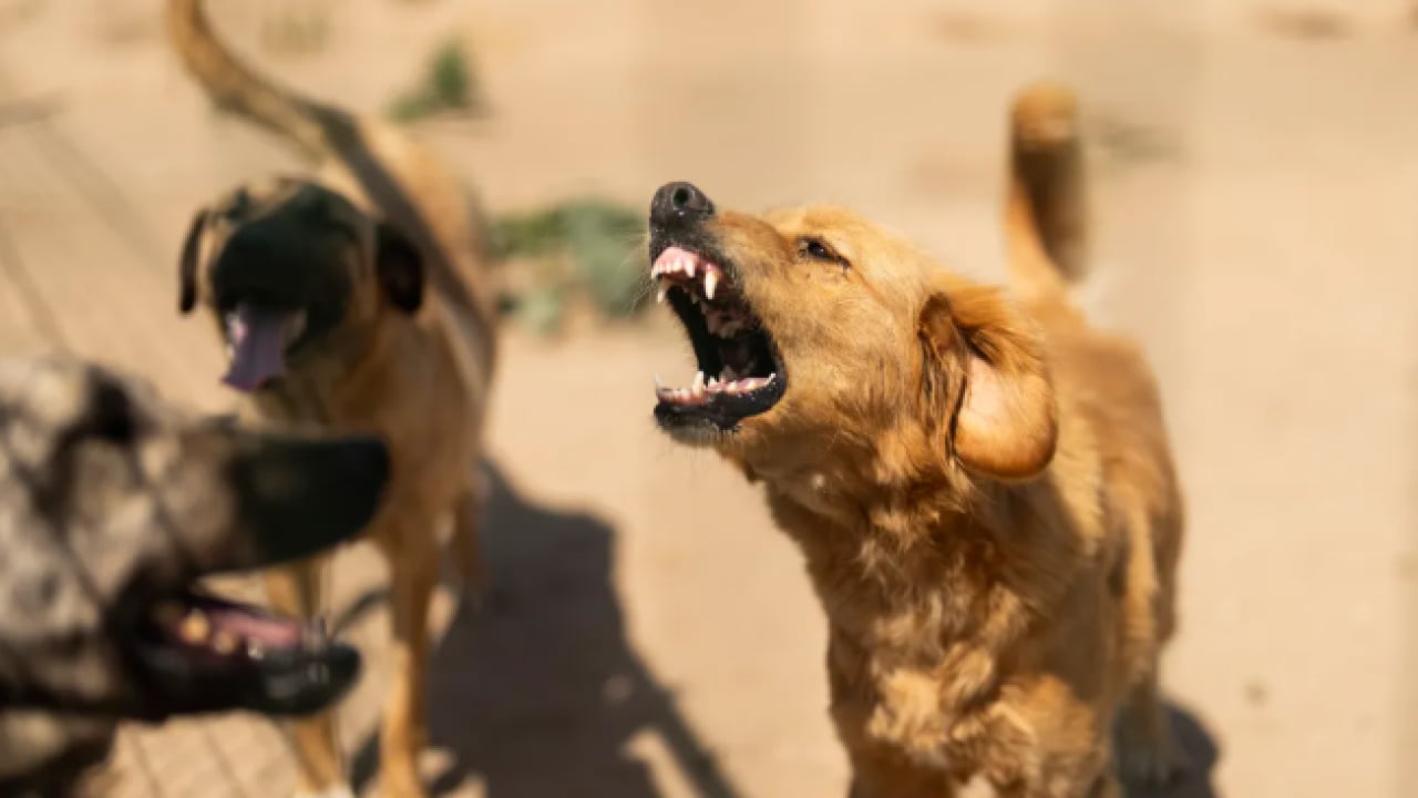 Foto - Polonya başıboş köpek sorununu YKS ile aştı: ‘Yakala-kısırlaştır-sahiplendir’ 