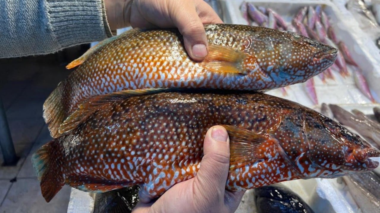 Foto - ‘Portakal benekli lagos' tezgaha çıktı Hindistan'dan geldi baş köşeye kuruldu
