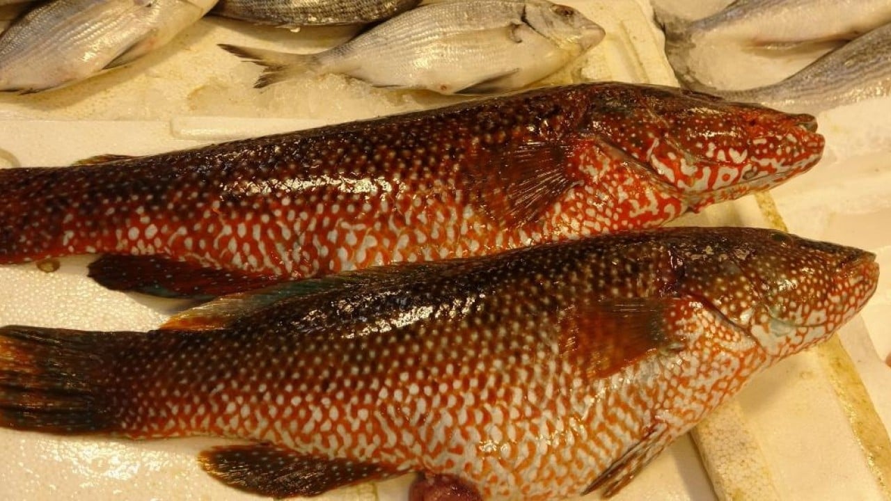 Foto - ‘Portakal benekli lagos' tezgaha çıktı Hindistan'dan geldi baş köşeye kuruldu