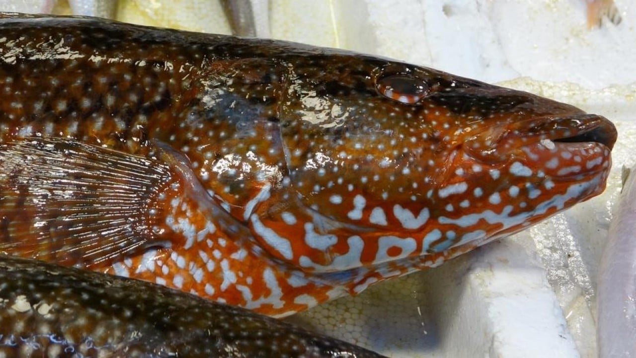 Foto - ‘Portakal benekli lagos' tezgaha çıktı Hindistan'dan geldi baş köşeye kuruldu