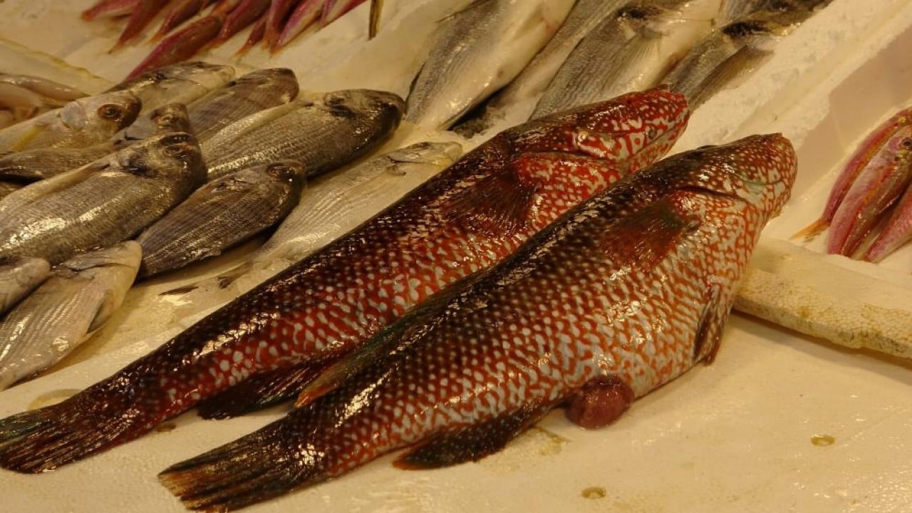 Foto - ‘Portakal benekli lagos' tezgaha çıktı Hindistan'dan geldi baş köşeye kuruldu