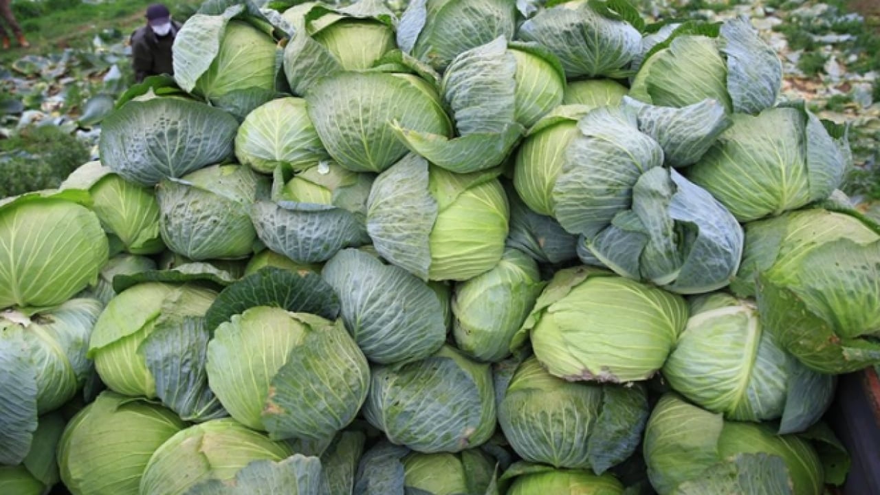 Foto - Kış boyunca hastalık yüzü göstermiyor: 1 kase tüketin yeter!