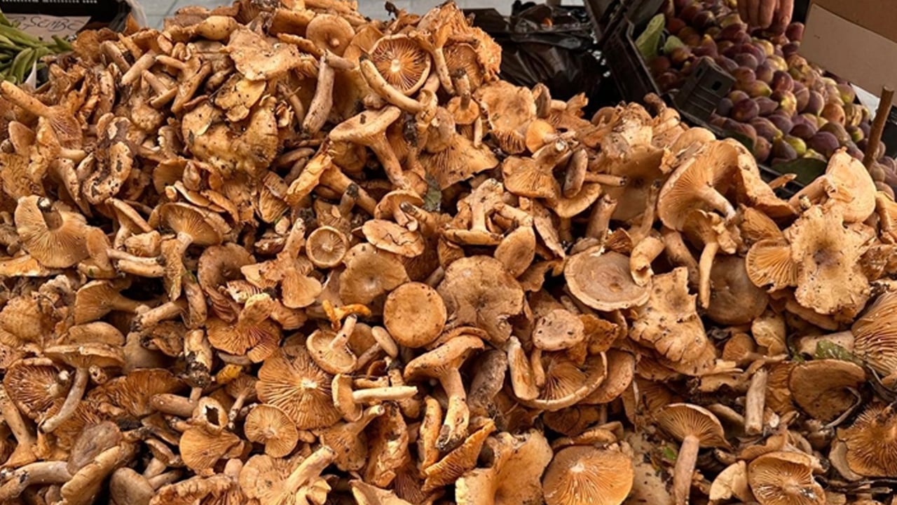 Foto - Prof. Dr. Canan Karatay'dan çok konuşulacak çıkış: Elma kabuğu önerdi! Ezber bozdu... Önce onu önermişti