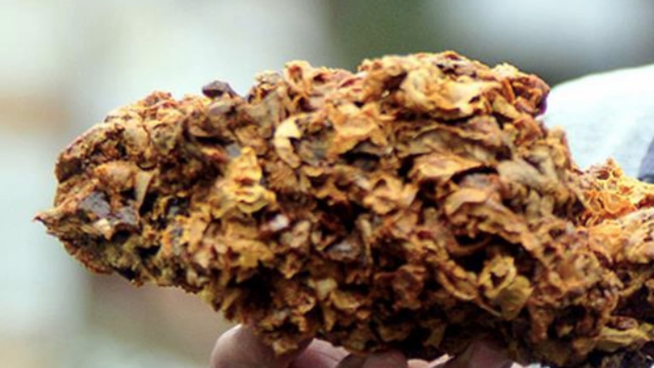 Foto - Propolis öldürüyor: Bilimsel veriler korkunç... Doğal şifanın gölgesindeki risk