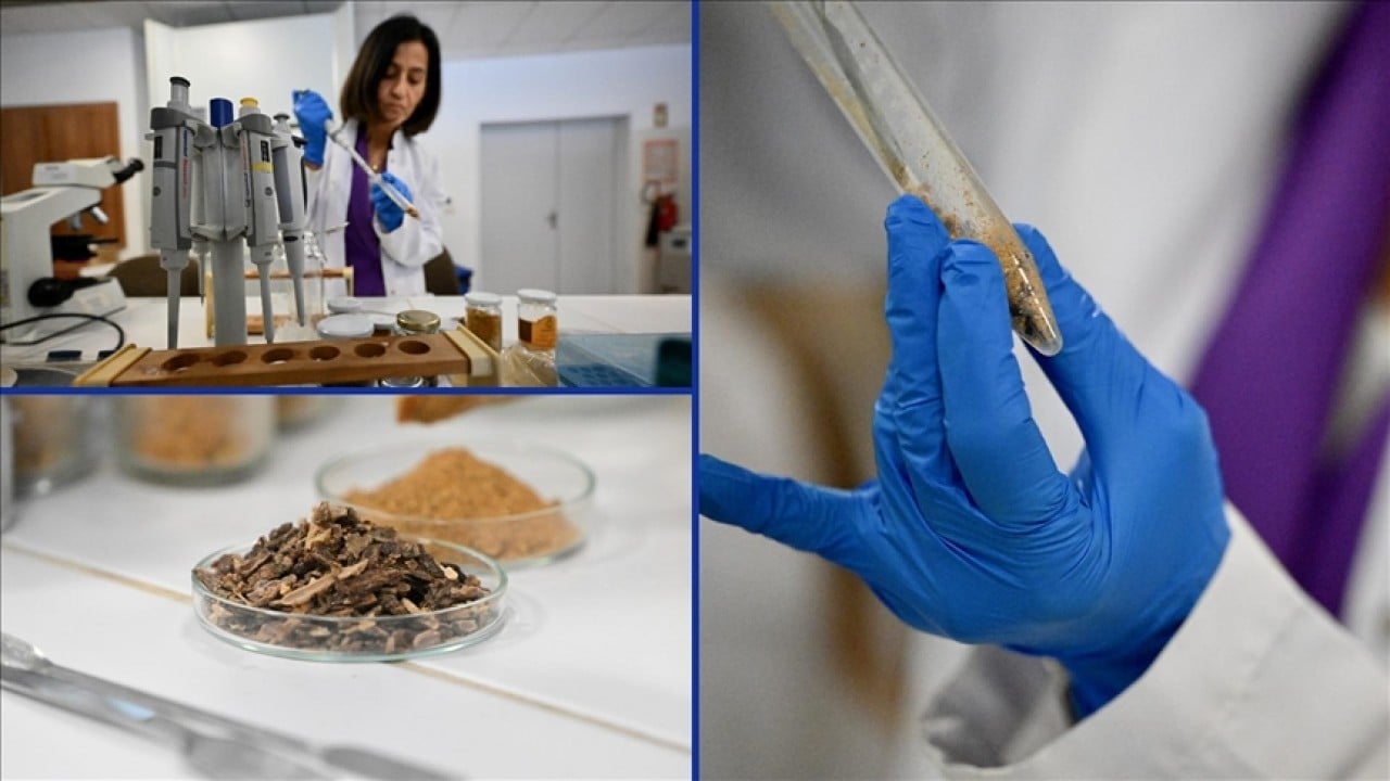 Propolis tüketmek çocukları nasıl etkiliyor? Araştırma sonucu açıklandı