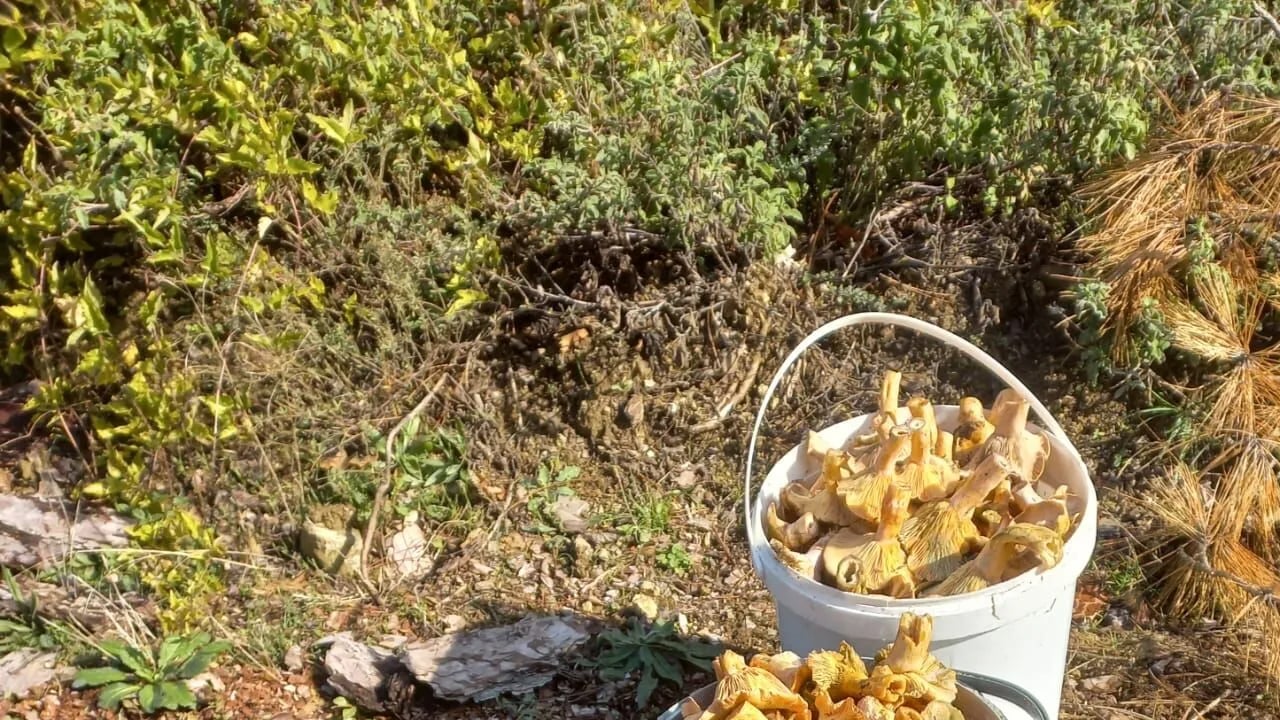 Foto - Kahvaltıda yumurta yerine protein deposu mantar tüketin: Kas gelişimini destekliyor ama uzmanlar uyarı yaptı