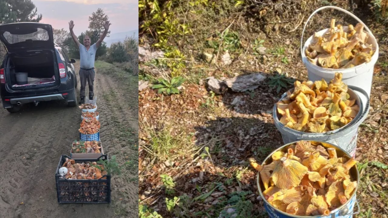 Foto - Kahvaltıda yumurta yerine protein deposu mantar tüketin: Kas gelişimini destekliyor ama uzmanlar uyarı yaptı