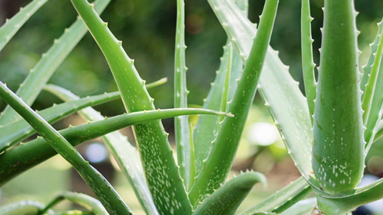 Foto - Pürüzsüz cildin formülü bu sebzede saklı! İlk uygulamada çok farklı bir yüze sahip olacaksınız...