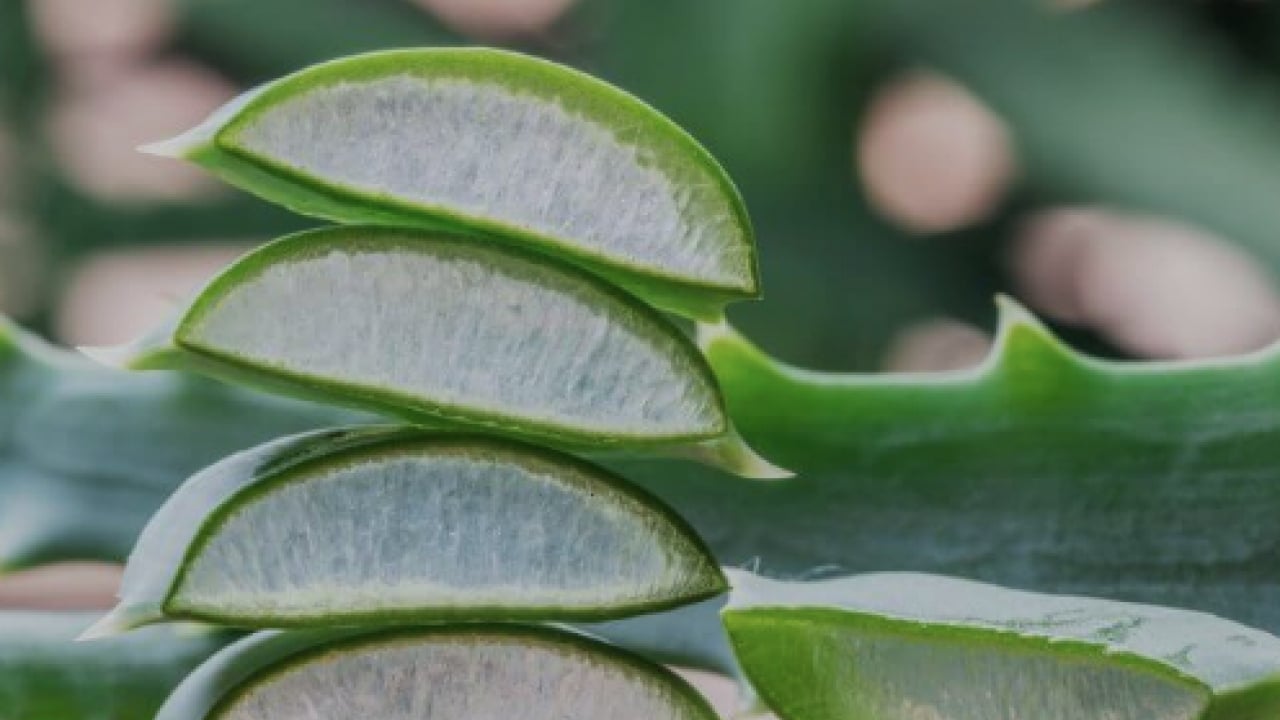 Foto - Pürüzsüz cildin formülü bu sebzede saklı! İlk uygulamada çok farklı bir yüze sahip olacaksınız...