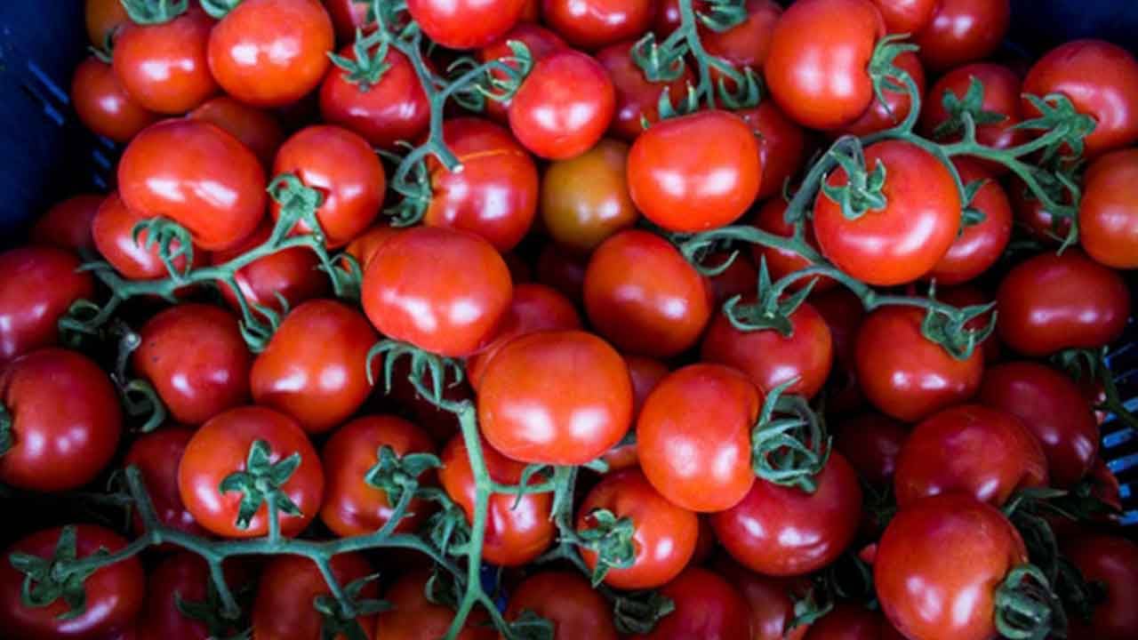 Foto - Putin'den Rus çiftçileri kızdıracak 'Türkiye' kararı! Emri verdi apar topar harekete geçildi