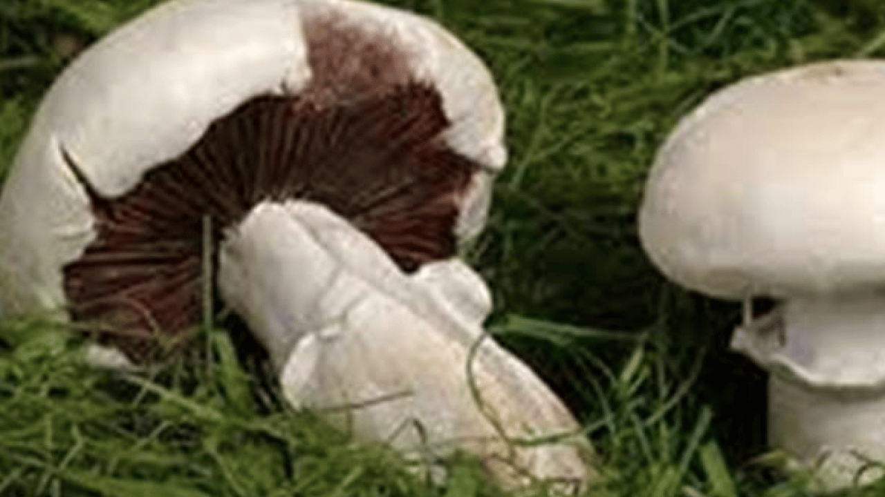 Foto - Patlama üzerinden 40 yıl geçti: Bilim radyasyon yiyen mantar buldu! Tarihi adım