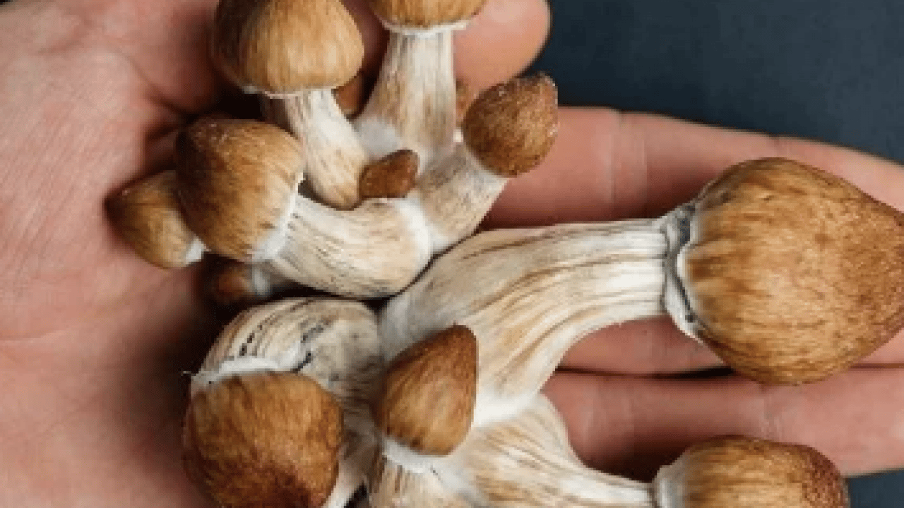 Foto - Patlama üzerinden 40 yıl geçti: Bilim radyasyon yiyen mantar buldu! Tarihi adım